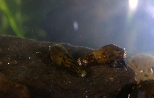 Scientific name: Tarebia granifera